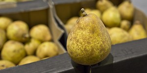 Comice pear 