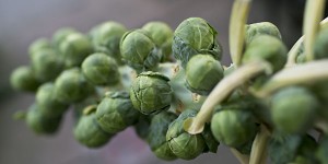 brussel_sprouts1