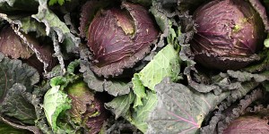 January King Cabbage 