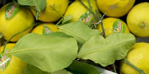 Leafy lemons