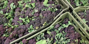 Purple Sprouting 