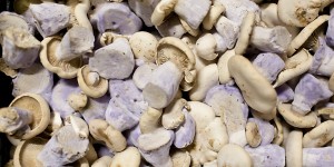 Pied Bleu mushroom
