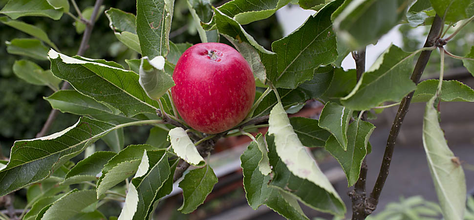 Apple on tree