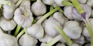 Wet garlic