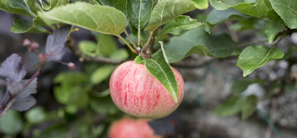 Discovery apples