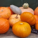 Pumpkin selection