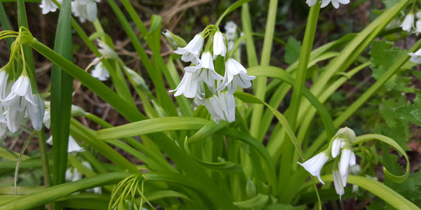 Seasonal Highlight for May - Wild Garlic - Fruit & Veg Blog